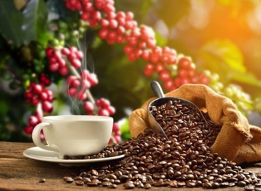 TỔNG QUANG CÂY CAFE VIỆT NAM