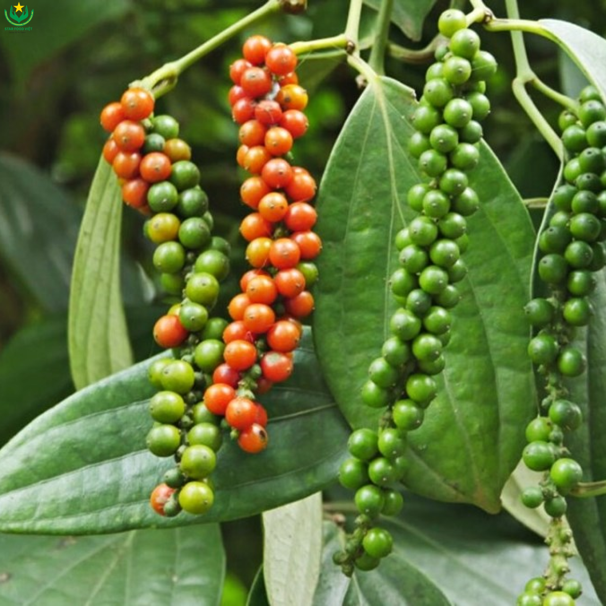 Tiêu xanh