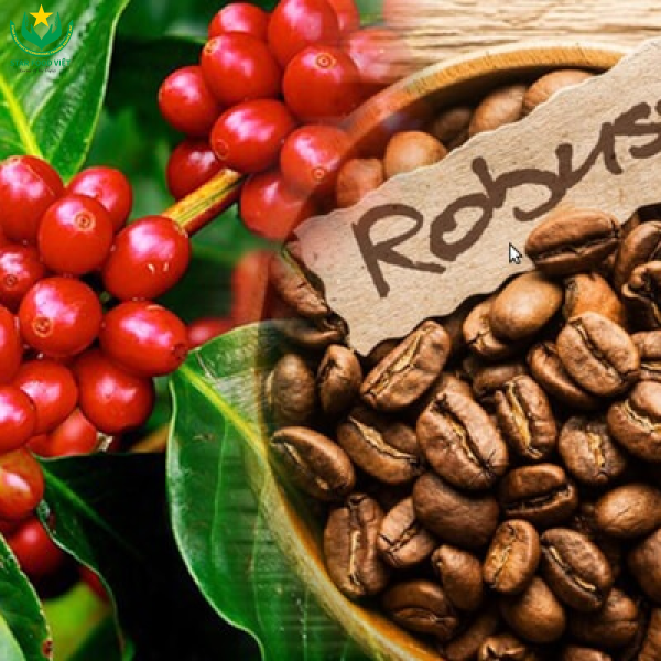 Cà phê Robusta
